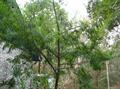 Florida yew